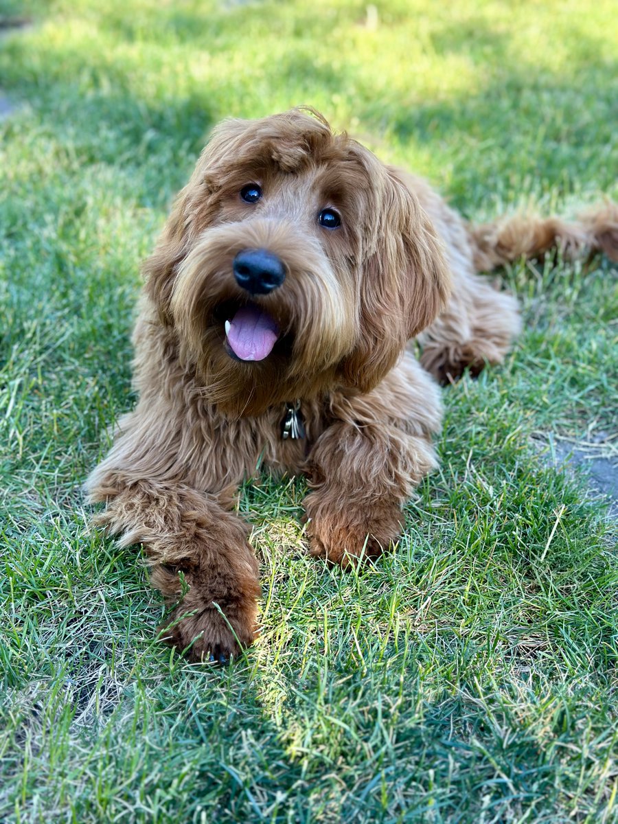 ChiBeav's tweet photo. Gable was diagnosed with Addison's Disease in January 2026. Trupanion insurance has been a lifesaver. Click on my referral link to learn more about protecting your pet with Trupanion: https://t.co/a5Pb7bgxOi #truFame #contest #Labradoodle #AddisonsDisease https://t.co/jIg0zfsgs8