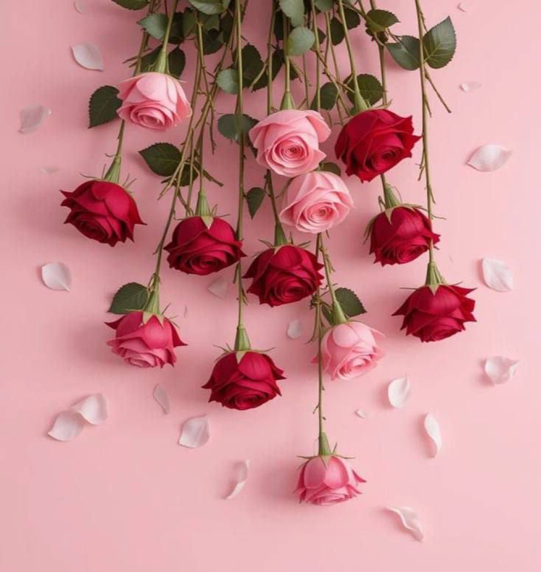 L7N956's tweet photo. 🌹

"الأَيَّامُ العِجَافُ لَا تَدُومُ، 
وَالقَلْبُ الَّذِي يَثِقُ بِاللهِ يُزْهِرُ وَلَوْ بَعْدَ حِينٍ."🤍

. https://t.co/LyX7FrT0Jx