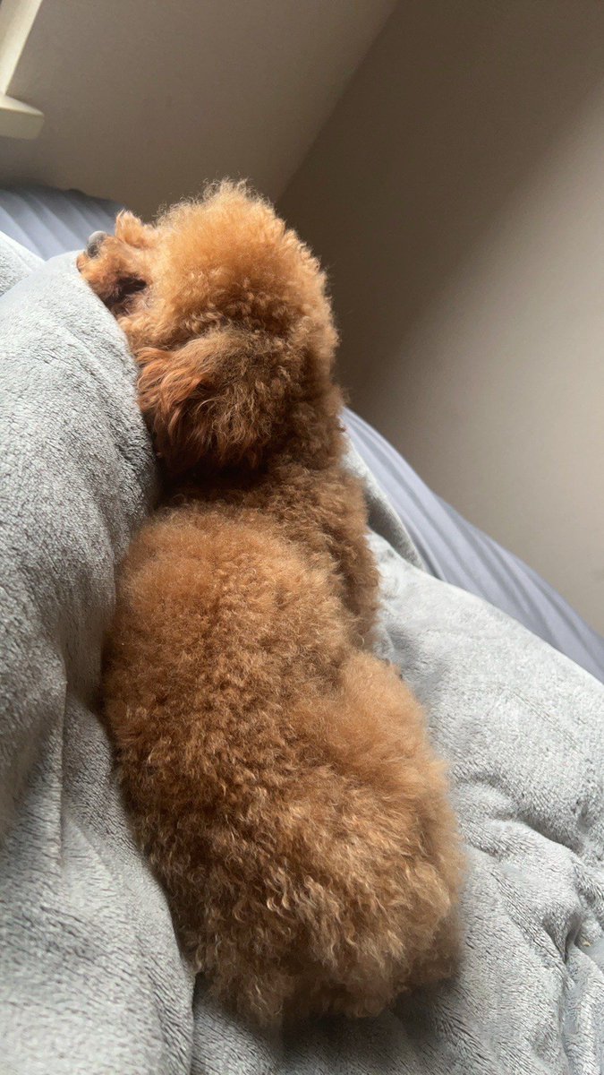 BdlgdiJYBa5v1sy's tweet photo. My little pup just hit his 6-month growth milestone—from a tiny squish to a rambunctious, tail-wagging ball of joy every single day ， https://t.co/rbWZvj9tmc