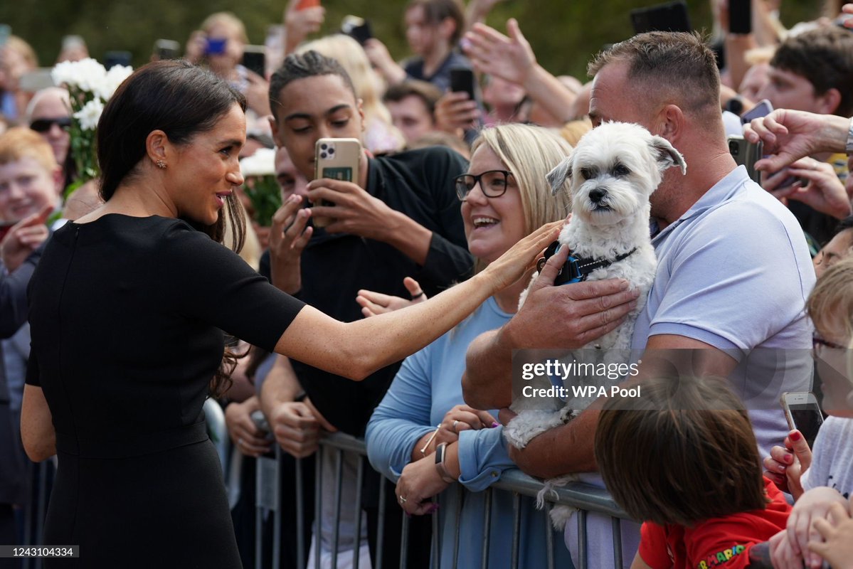 according2_taz's tweet photo. Dogs just know 💕 https://t.co/erKbK0nXmh