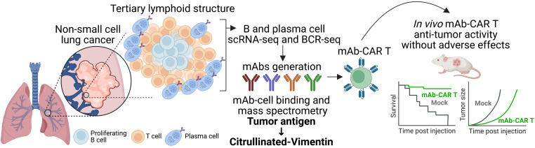 Cancer_Cell's tweet photo. Tumor-infiltrating plasma cell targets as a source for immunotherapies https://t.co/q6LsE1vRSc https://t.co/Nd3Yv2Qs1T