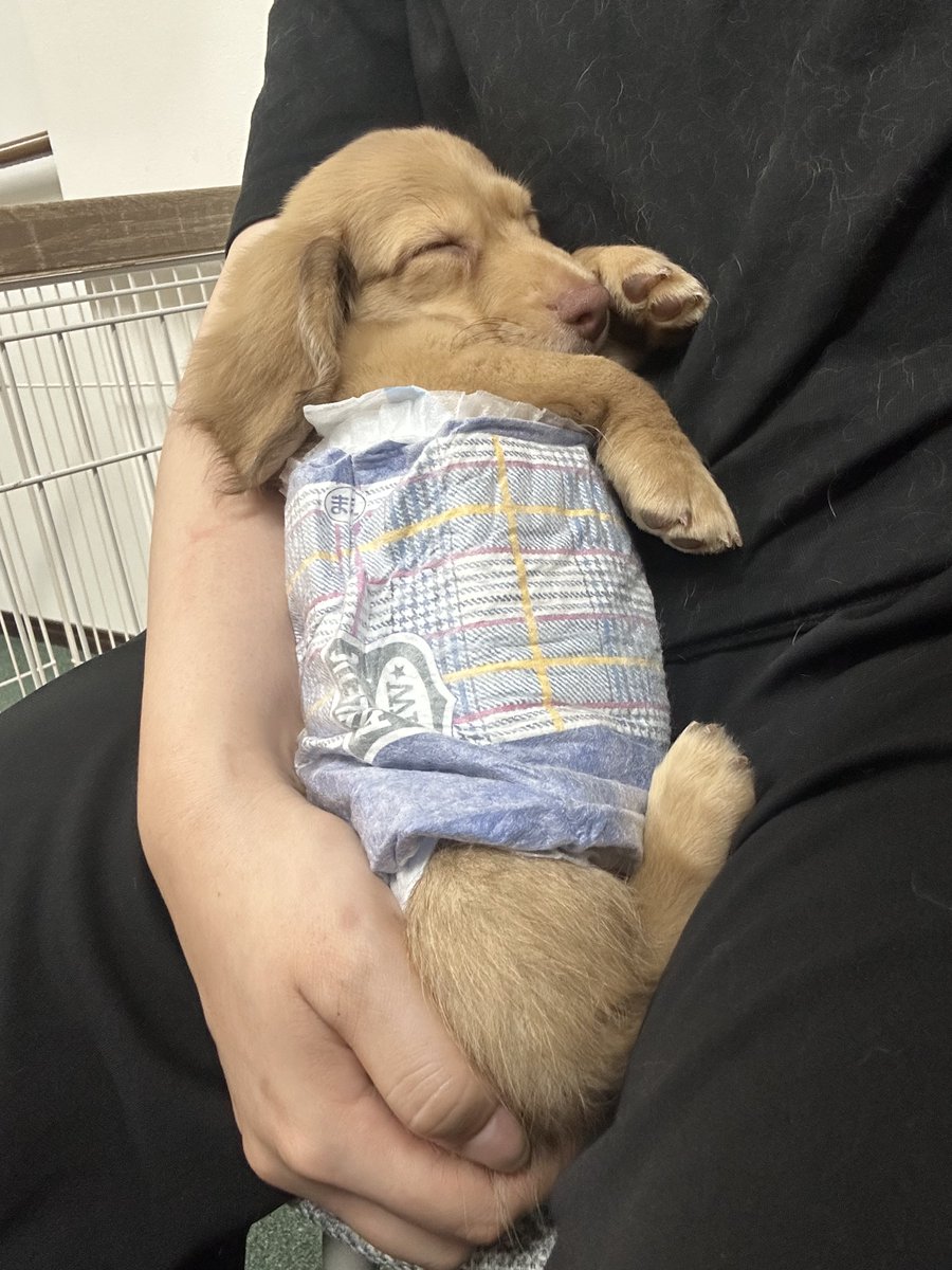 inu_Maru_0823's tweet photo. 暴れ馬で陸に打ち上げられたうなぎみたいにウニョウニョして、ろくに抱っこもできなかったのに、本格的に引き取る話で進んだ途端に大人しくなって寝始めた時 https://t.co/xSnHs1t9RF