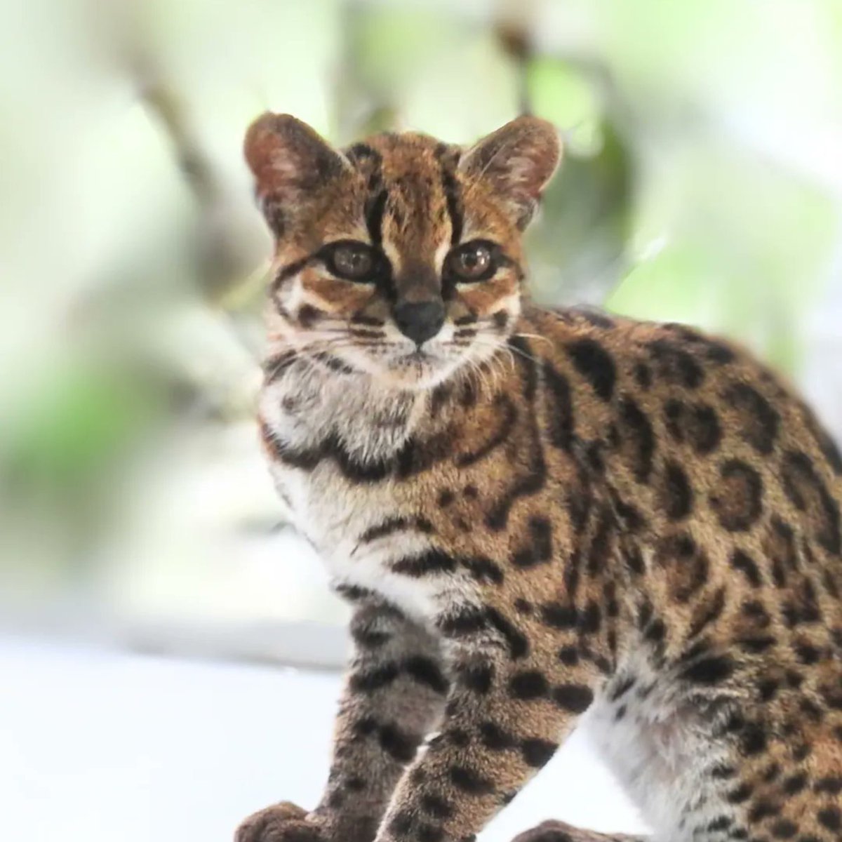 bgyetherr's tweet photo. Karşınızda, 100 yılı aşkın süre sonra keşfedilen yeni kedi türü: Leopardus tilcayo. https://t.co/Bt4qgPEvht