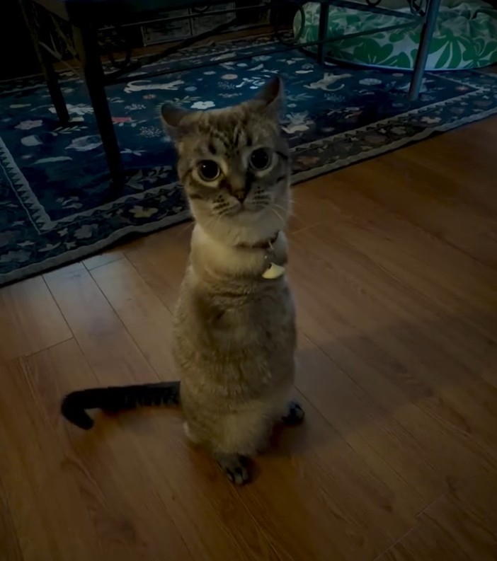 lucretiazz's tweet photo. @AMAZlNGNATURE how about this unarmed cat named Roo😭 https://t.co/1ubEfXxAmR