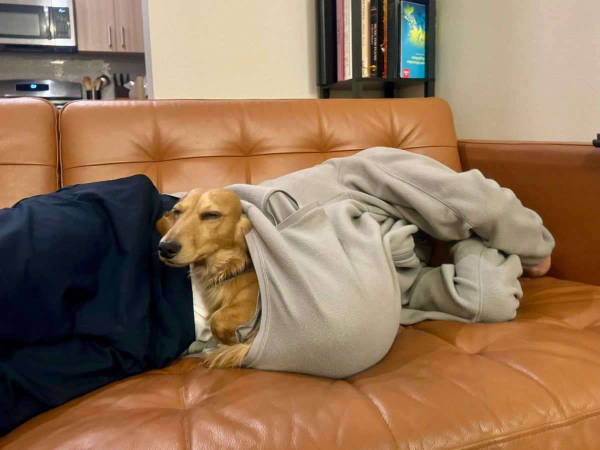 brigj488522's tweet photo. My pup’s lazy snuggle during my work break is the best midday pick-me-up—no coffee needed, just this warm fur buddy https://t.co/Nw2BBz1711