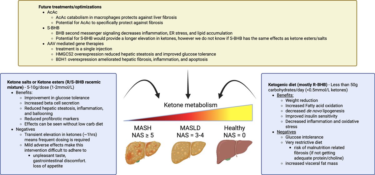 AJPEndoMetab's tweet photo. From our Liver Metabolism collections comes today's spotlight article, Ketone metabolites in metabolic dysfunction-associated #steatotic #liver #disease progression: optimizing keto-therapeutic strategies (Taylor Kelty et al. @cafnr):

https://t.co/W3rli16CXz https://t.co/oj45tloJ2G