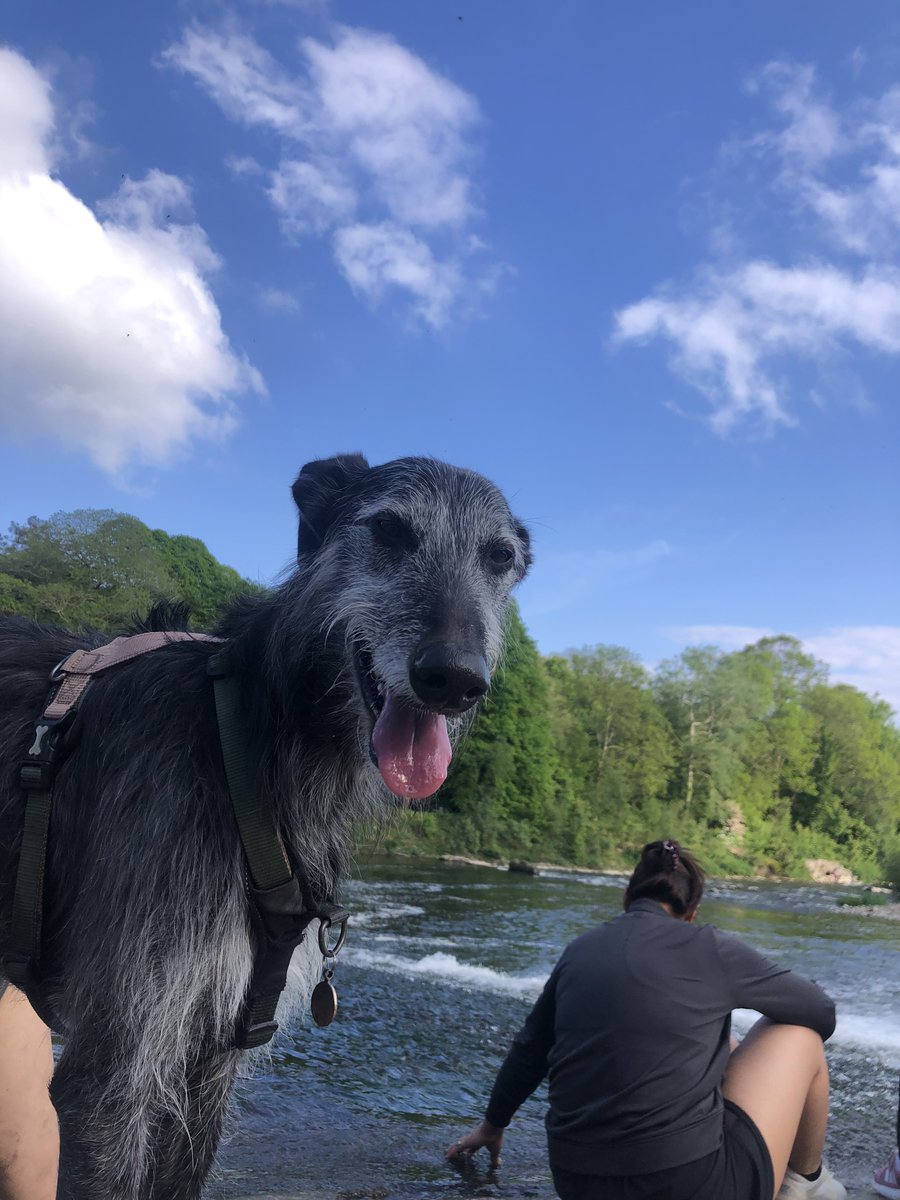 DrSugg's tweet photo. Give us this day our daily doggie.
#dogs #pawtraits #skies #water #animals #books #impossiblejourneys https://t.co/BAqPH1tZb3