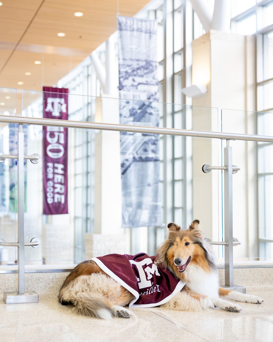 Reveille the dog wearing a maroon vest with "TAMU" printed on it is lying on a shiny indoor floor. The background features large glass windows and maroon banners celebrating "150 Years Here for Good" at Texas A&M University.