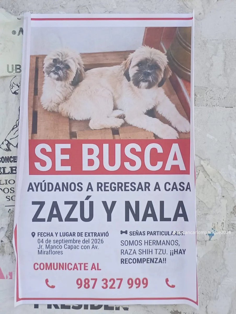danegamez's tweet photo. Se perdieron en Comas, Lima. 
Por favor, ayudemos a su dueño a encontrarlas. https://t.co/pXbpzLv9mF