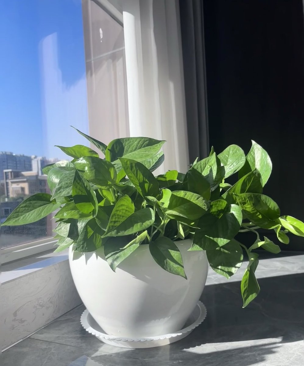 sweey321074's tweet photo. Pro tip for your pothos: Rotate it 1/4 turn weekly for even growth u0026 wipe leaves with a damp cloth to remove dust—makes it thrive! https://t.co/zhJar1ZIKF