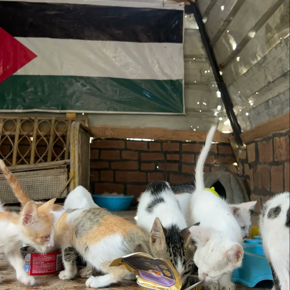 leahrobertseeew's tweet photo. We’re grateful to provide for these helpless animals. They have no one else. Thank you to everyone supporting our mission. We love you all—please don’t forget Gaza’s animals. https://t.co/ZRpBQYRc6D