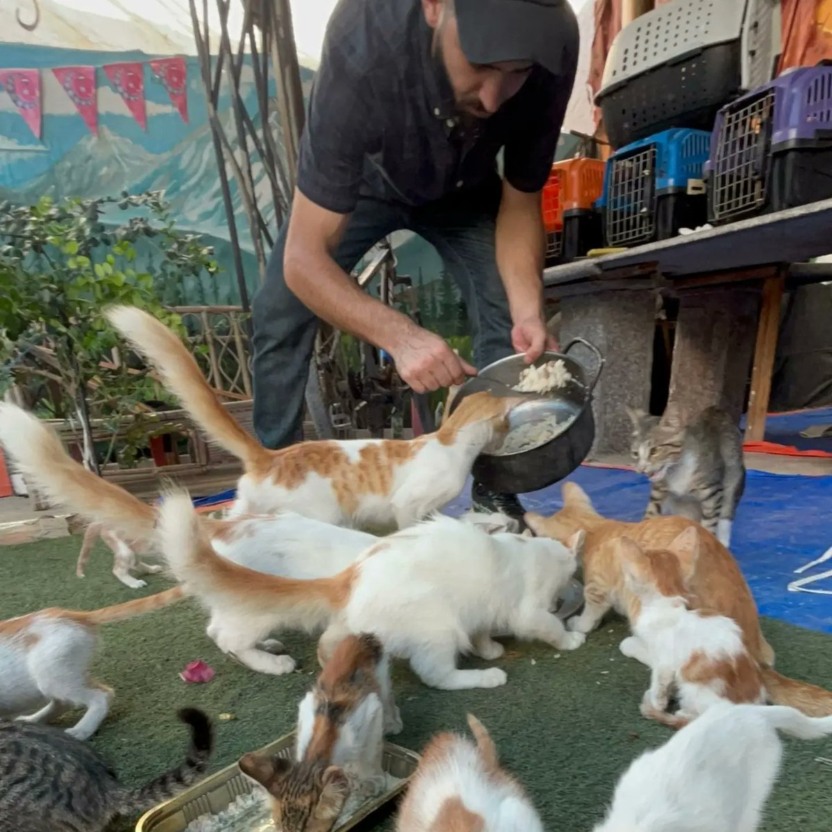 leahrobertseeew's tweet photo. We’re grateful to provide for these helpless animals. They have no one else. Thank you to everyone supporting our mission. We love you all—please don’t forget Gaza’s animals. https://t.co/ZRpBQYRc6D