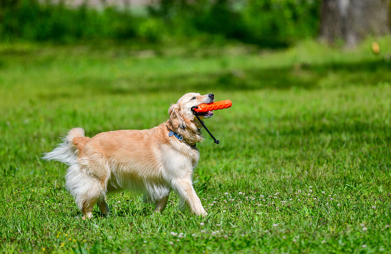 TrinityGavhmq's tweet photo. My little pup just hit his 6-month mark and mastered fetch today—watch out, squirrel friends! https://t.co/DvkmoxYeO5