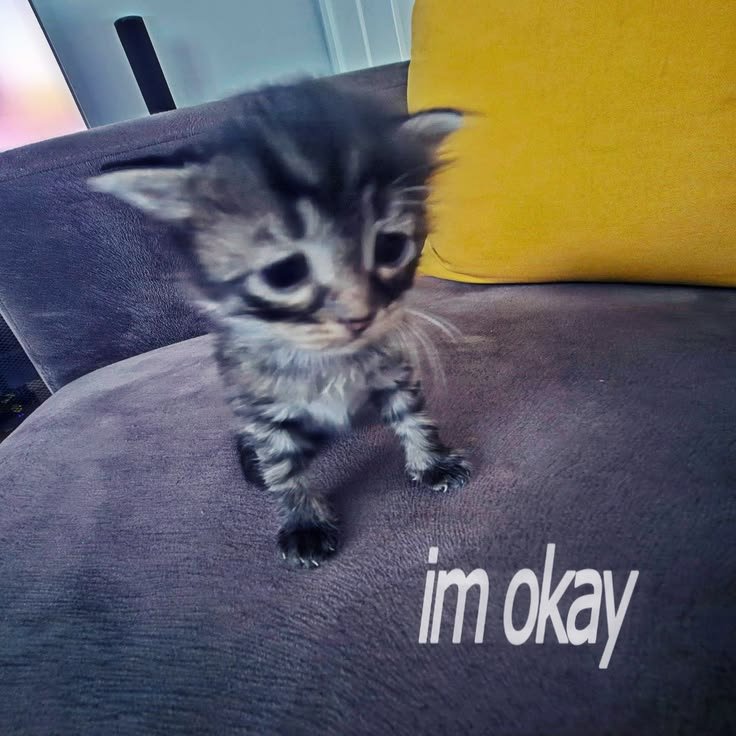 brawlirena's tweet photo. When you want to share photos you took on Challengers, but then you remember your friend called you chopped and you don't want to be chopped here either, so you don't share them :/ https://t.co/XnGYHFEyXB