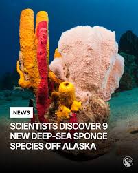 yea1991654's tweet photo. ELON WILL REPLY 

Nine Deep-Sea Sponge Species

we are sending a new species of Cat which is cool 
but what about the new species of SPONGE, we are literally all sponges, and SPONGEBOB SQAURE PANTS??? like cmon get real, so memeable elon musk is going to reply https://t.co/pupDEc7Xgq