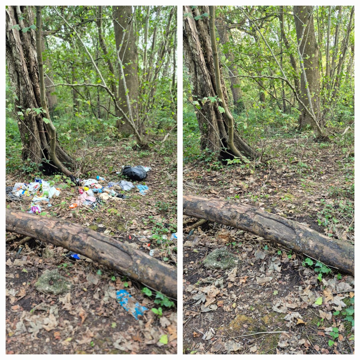 Kittylitterpic1's tweet photo. Removed more from the woods after work. 3 bags filled with litter, removed 6 black bags & 4 bags for life, ride on tricycle, child's table, camp bed, cable, mop, hoop, part of a bike & wood pieces. Will return as more to remove. 1 hour. #flytipping #littelouts #volunteers https://t.co/yujBrSpMls