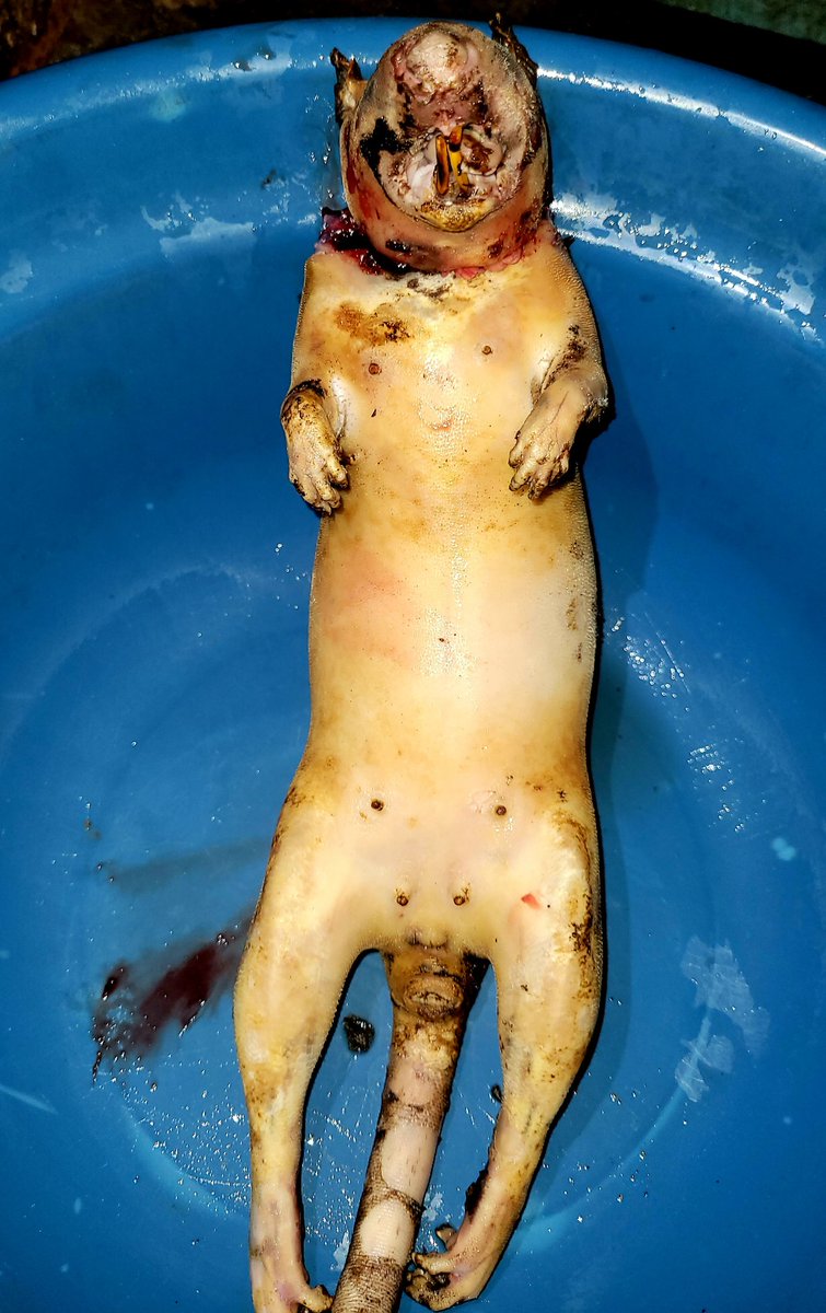 DanielRegha's tweet photo. Let's cook some rabbit...😊 https://t.co/rJ4ZN3m8I4