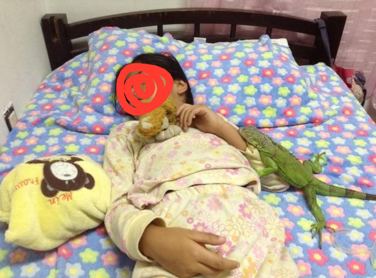 lia_xom's tweet photo. Gente, de pequeña tenia uma iguana, vean, se llamaba Teodora y dormía conmigo.
(Murió de problemas del corazón) https://t.co/apYpRHxEMm