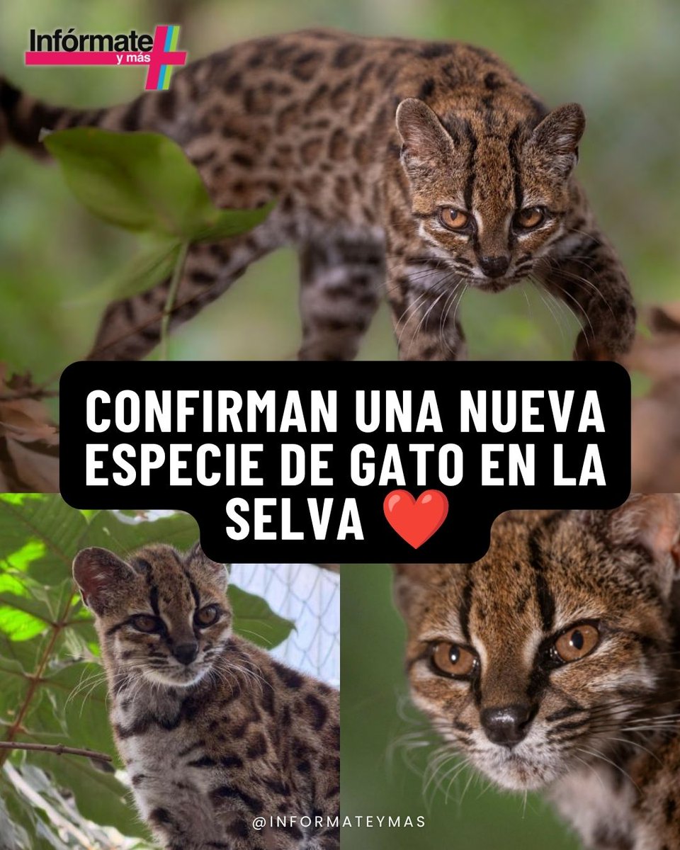 InformateyMas's tweet photo. 🐱Identifican al "gato tilcayo", una nueva especie silvestre en América Latina 

La ciencia ha identificado oficialmente en los bosques nubosos de Bolivia, al gato tilcayo (Leopardus tilcayo), marcando el primer descubrimiento de una nueva especie de felino silvestre en más de 100 años. Este pequeño animal, incluso más chico que un gato doméstico común, fue confirmado tras exhaustivos análisis de ADN y estudios de ejemplares históricos. 

❤️Este gran hito biológico reescribe el mapa evolutivo de los felinos en la región, abriendo la puerta a una mayor protección e investigación de la biodiversidad que habita en las zonas montañosas de Sudamérica.