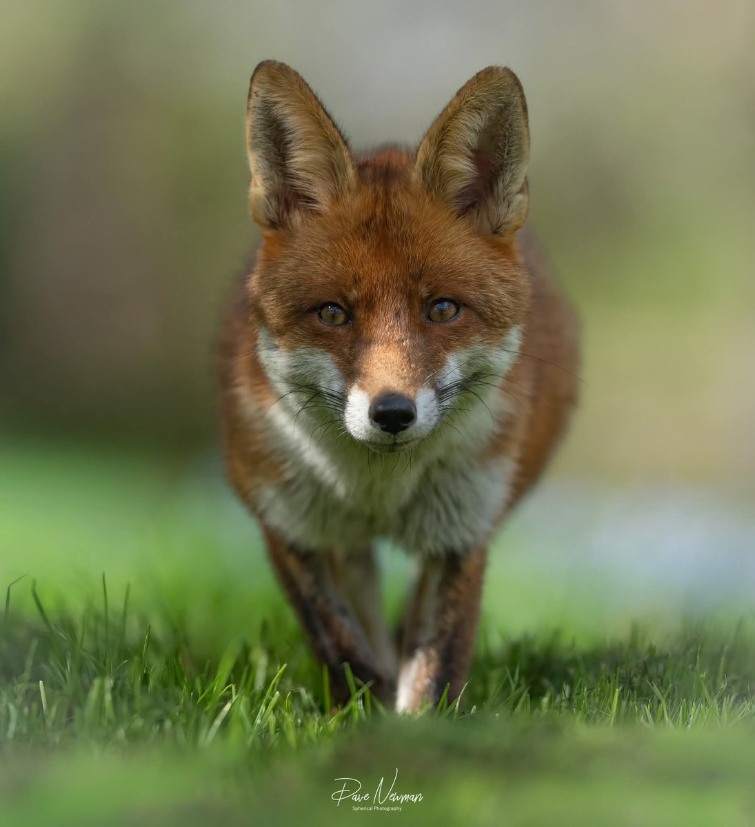 DaveSpherical's tweet photo. #national #fox #day 
Selection of 4 of my favourite images. 
❤️📸❤️📸❤️

This weekend we are show casing at #Bedfordshire #County and #steam show. https://t.co/ZMg7nzkrBC