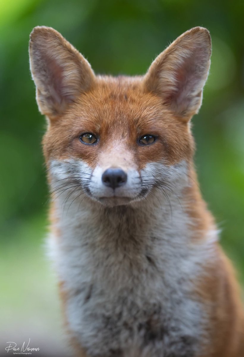 DaveSpherical's tweet photo. #national #fox #day 
Selection of 4 of my favourite images. 
❤️📸❤️📸❤️

This weekend we are show casing at #Bedfordshire #County and #steam show. https://t.co/ZMg7nzkrBC