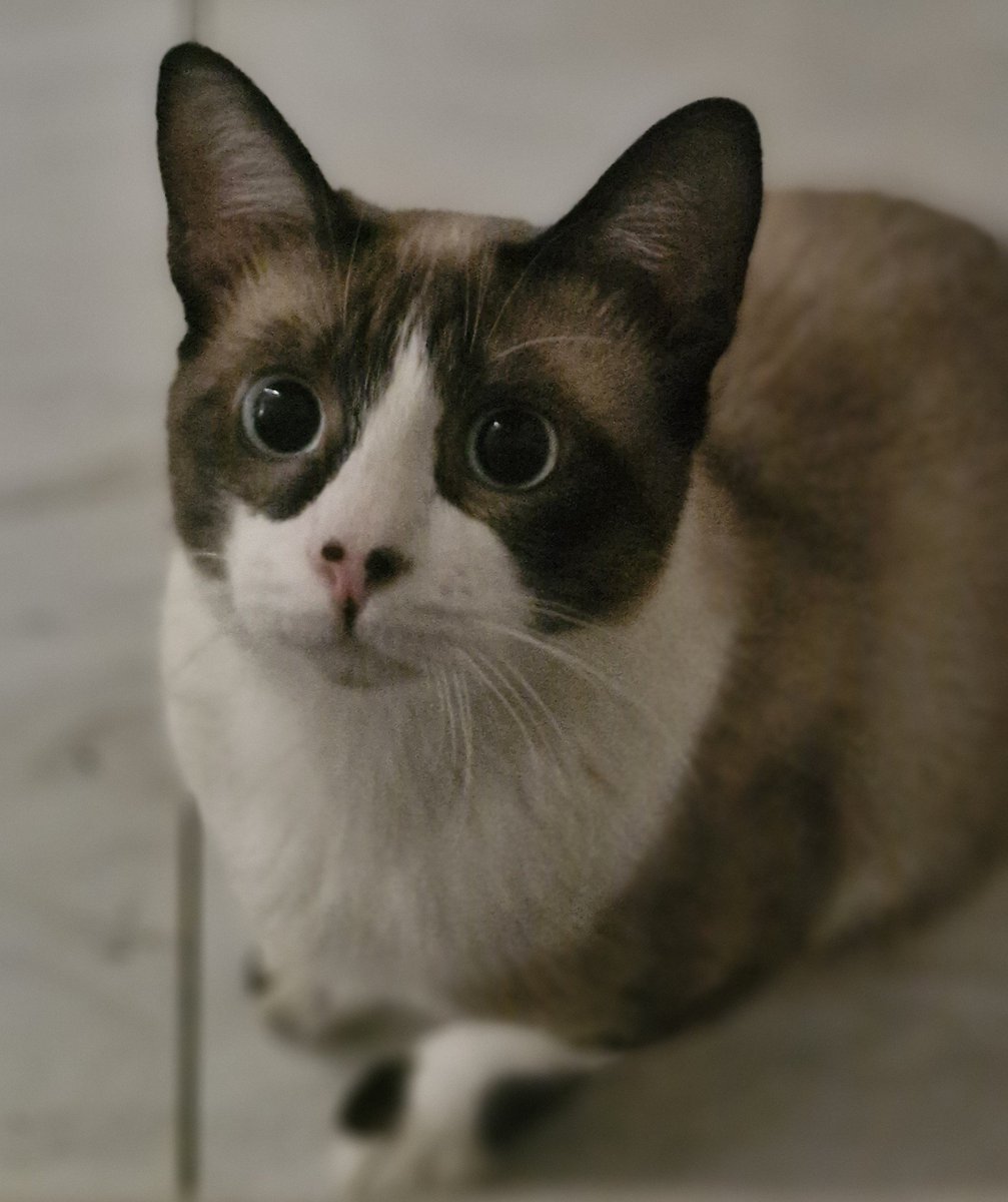 beKaneca's tweet photo. @AcervoCharts Meu mocinho é tímido e nunca olha pra foto, e quando olha tá com essa cara de que vai voar na minha cara 😅 https://t.co/NppSWSOI6u