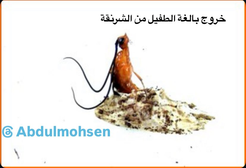 EngAMAmohsen's tweet photo. الدبور #Aphiaulax_fastidiator طفيل خارجي #External_Parasite تضع أنثاه بيضة أو أكثر على أو بالقرب من يرقات العائل بواسطة آلة وضع البيض #Ovipositor طويلة وقوية، يفقس وتتغذى اليرقات على يرقات الحفار ثم تعذر خارجياً بقرب اليرقة الميتة داخل النفق وتخرج البالغات لتعيد دورة الحياة https://t.co/B2WcsKcMjL