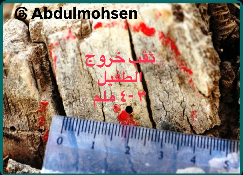 EngAMAmohsen's tweet photo. الدبور #Aphiaulax_fastidiator طفيل خارجي #External_Parasite تضع أنثاه بيضة أو أكثر على أو بالقرب من يرقات العائل بواسطة آلة وضع البيض #Ovipositor طويلة وقوية، يفقس وتتغذى اليرقات على يرقات الحفار ثم تعذر خارجياً بقرب اليرقة الميتة داخل النفق وتخرج البالغات لتعيد دورة الحياة https://t.co/B2WcsKcMjL
