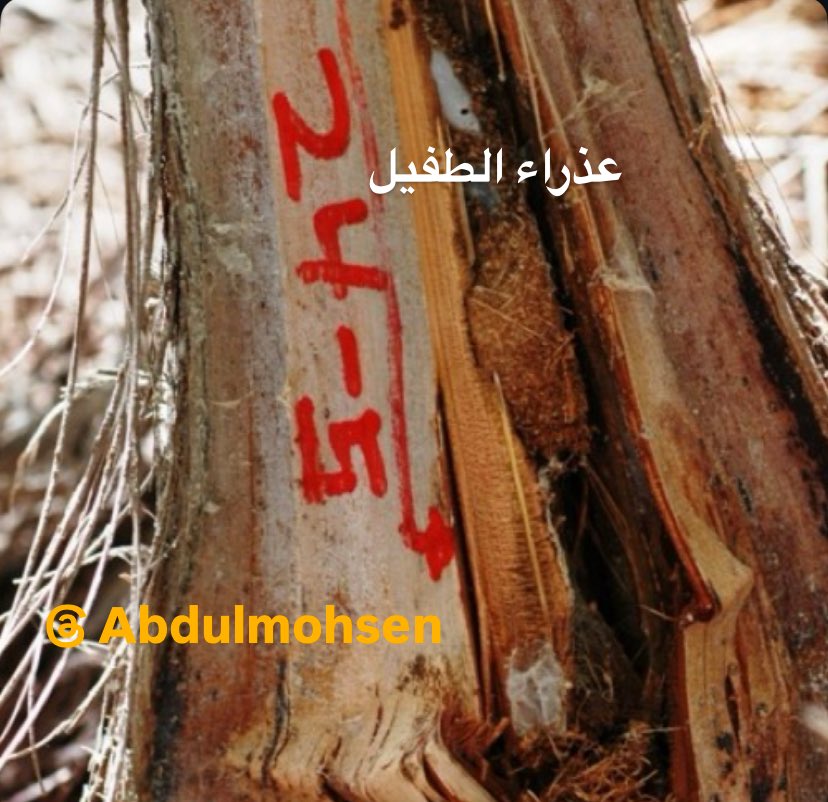 EngAMAmohsen's tweet photo. الدبور #Aphiaulax_fastidiator طفيل خارجي #External_Parasite تضع أنثاه بيضة أو أكثر على أو بالقرب من يرقات العائل بواسطة آلة وضع البيض #Ovipositor طويلة وقوية، يفقس وتتغذى اليرقات على يرقات الحفار ثم تعذر خارجياً بقرب اليرقة الميتة داخل النفق وتخرج البالغات لتعيد دورة الحياة https://t.co/B2WcsKcMjL