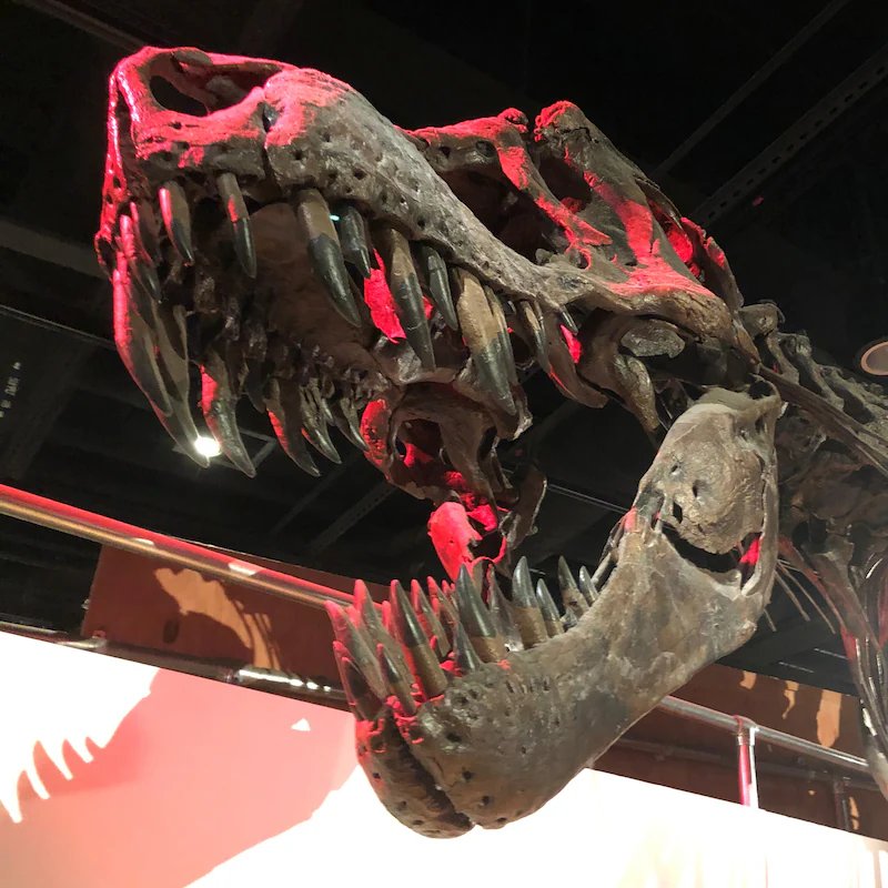 AMAZlNGNATURE's tweet photo. Tyrannosaurus rex had a body temperature similar to humans, study finds

Researchers analyzing fossilized T. rex teeth estimate the dinosaur had an average body temperature of about 97°F (36.3°C), providing new evidence that it was warm blooded https://t.co/CE3KLyCq5y