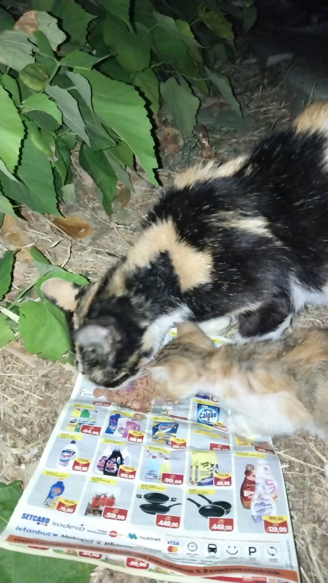 bbihteryoreoglu's tweet photo. @zeyno_citlembik bunlarda bugünden hep aynı kedolari besledim kızmayın 😭 https://t.co/uk3YzEGVPe