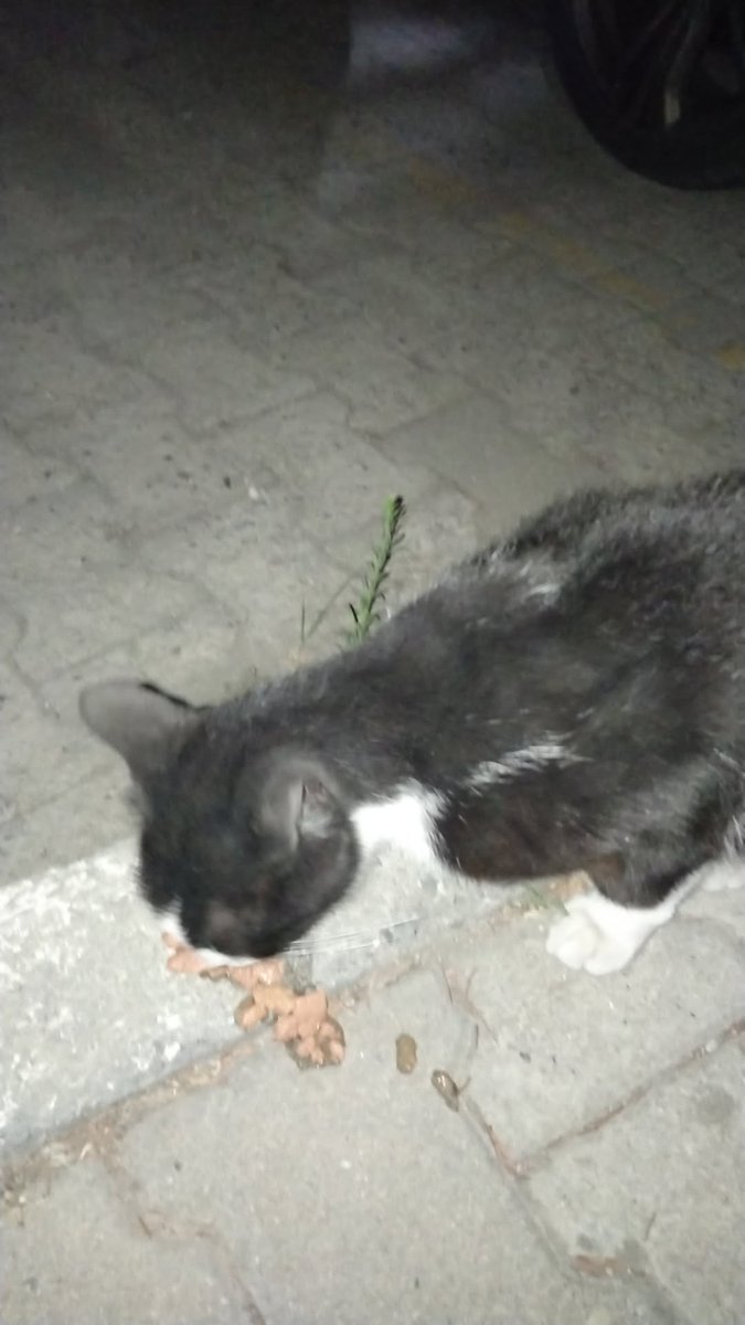 bbihteryoreoglu's tweet photo. @zeyno_citlembik bunlarda bugünden hep aynı kedolari besledim kızmayın 😭 https://t.co/uk3YzEGVPe