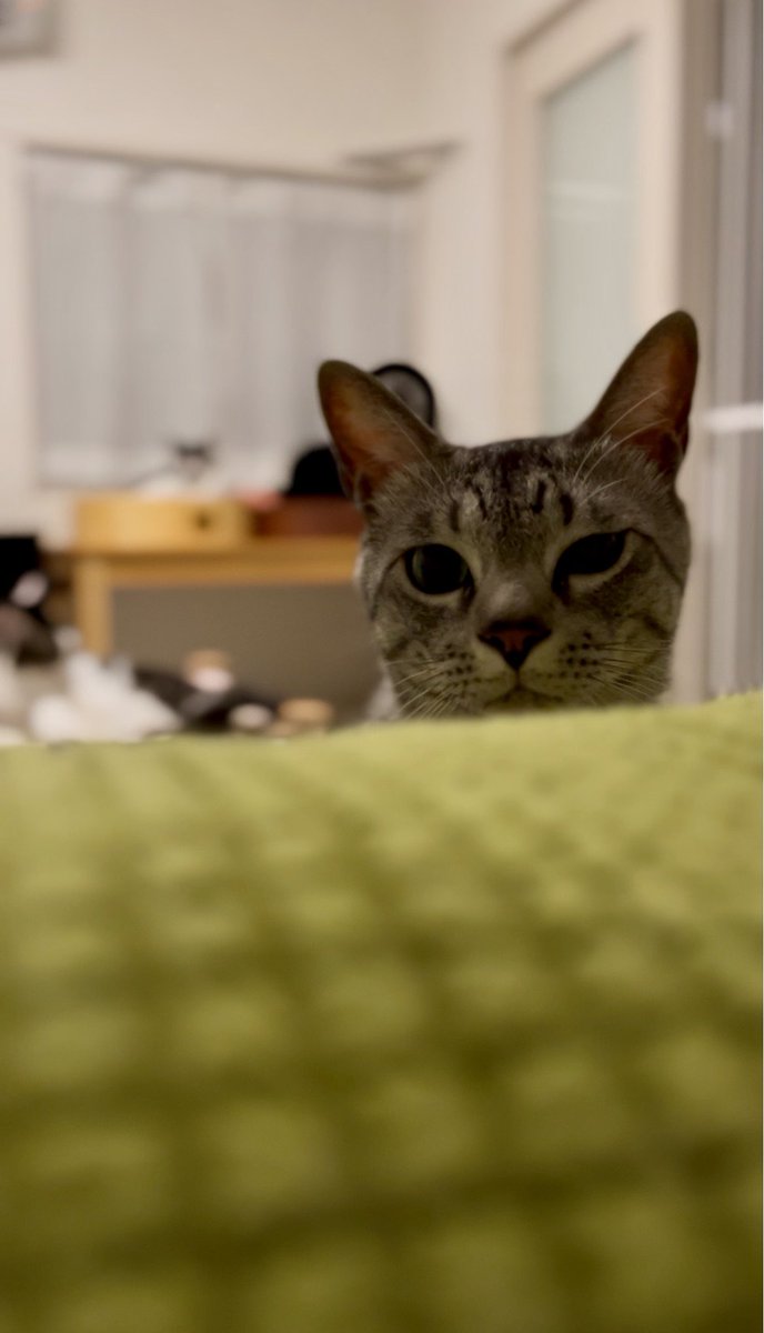 BonchanCat_0423's tweet photo. おはようございます
毎日ねっこ
おきた？みたいな感じ？🥰
#保護猫と暮らす #猫のいる幸せ https://t.co/Rj30kRz9ct