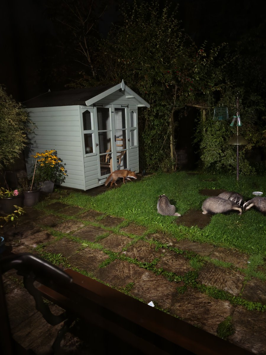 TheBrewLady1's tweet photo. Just poked my head through the blind and saw a wood mouse, 4 badgers and 2 different foxes 😍 https://t.co/V5HPEIedRy