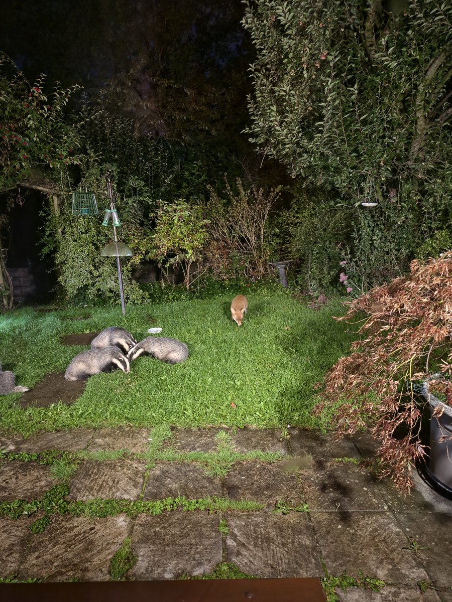 TheBrewLady1's tweet photo. Just poked my head through the blind and saw a wood mouse, 4 badgers and 2 different foxes 😍 https://t.co/V5HPEIedRy