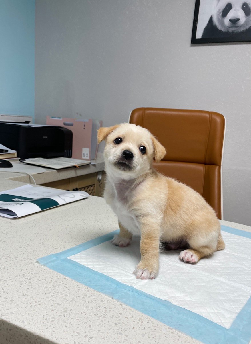 VIKRbZO7ozDsM2f's tweet photo. My fur baby’s first vet checkup! 5 months old and already growing so much—new tricks + endless snuggles = best months ever https://t.co/rZCZ6epAei