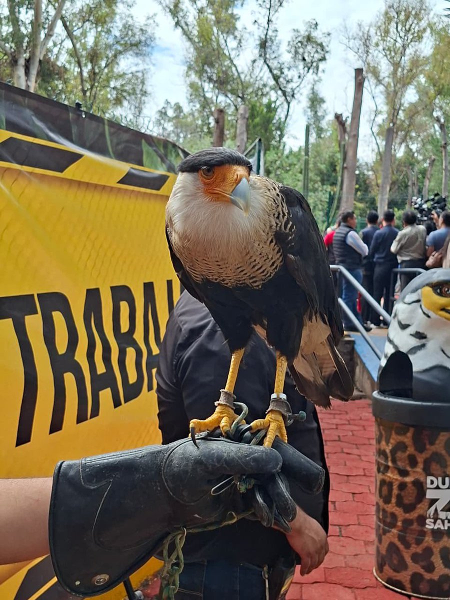 GSandovalSalas's tweet photo. 🦜🦉 Aves rescatadas y rehabilitadas cuentan ahora con un espacio para continuar bajo cuidado y protección en Durango.

El nuevo aviario del Zoológico Sahuatoba alberga ejemplares provenientes principalmente de procesos de decomiso y rehabilitación, brindándoles mejores condiciones para su atención y contribuyendo a la conservación de la vida silvestre.

La Oficina de Representación de la @SEMARNAT_mx en #Durango, participó en la inauguración de este espacio, que también permitirá acercar a las personas al conocimiento y respeto por la biodiversidad.