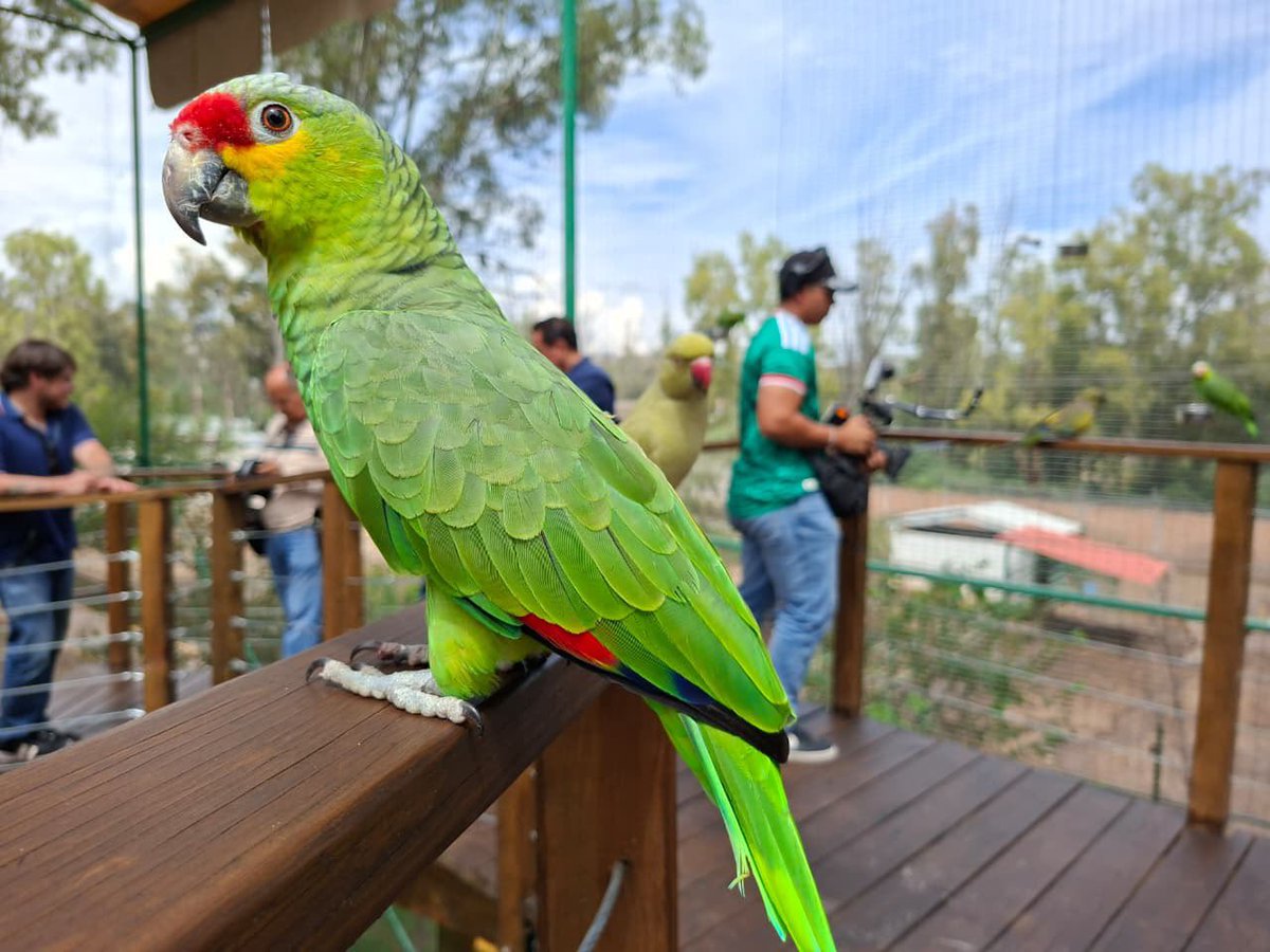 GSandovalSalas's tweet photo. 🦜🦉 Aves rescatadas y rehabilitadas cuentan ahora con un espacio para continuar bajo cuidado y protección en Durango.

El nuevo aviario del Zoológico Sahuatoba alberga ejemplares provenientes principalmente de procesos de decomiso y rehabilitación, brindándoles mejores condiciones para su atención y contribuyendo a la conservación de la vida silvestre.

La Oficina de Representación de la @SEMARNAT_mx en #Durango, participó en la inauguración de este espacio, que también permitirá acercar a las personas al conocimiento y respeto por la biodiversidad.