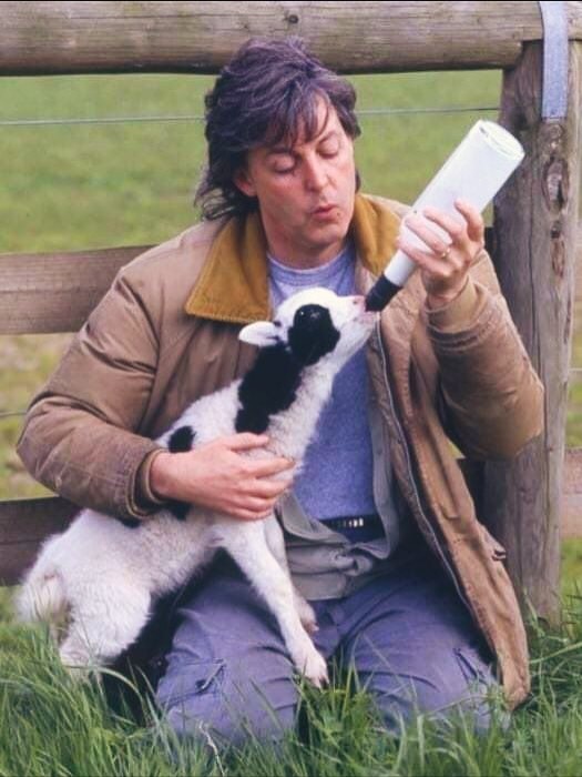 themeparktism's tweet photo. paul with animals is so healing https://t.co/pTn5yZHNVc