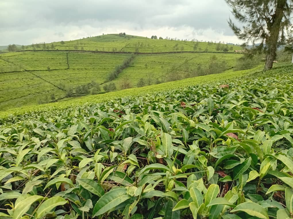 NyaruguruDistr's tweet photo. Umuyobozi w'Akarere wungirije ushinzwe iterambere  ry'ubukungu, Gashema  Janvier  yifatanije  na Nshili  Kivu Tea Factory  mu gushimira  abahinzi 123   bahuguwe ku   kwita ku  gihingwa cy'icyayi  hagamijwe  kongera umusaruro mu bwiza   no  mu  mu bwinshi. @Rwandaagri https://t.co/dun3V0bleX