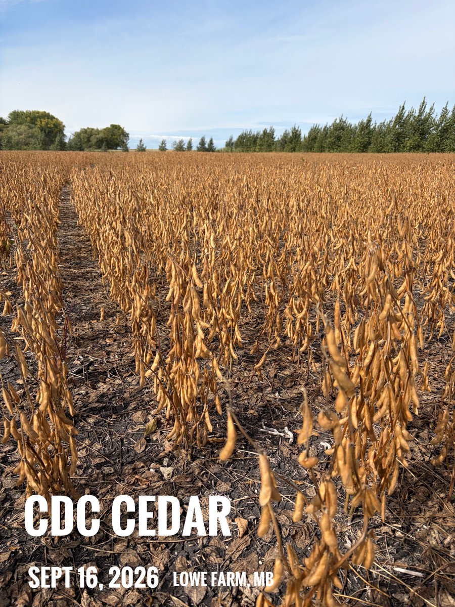 CDC_USask's tweet photo. CDC Cedar standing mature in a field near Lowe Farm, Manitoba yesterday. A good look at how our soybean genetics perform on the prairies. #cdnag #plantbreeding #agresearch #saskag https://t.co/ACLRd6QtRB