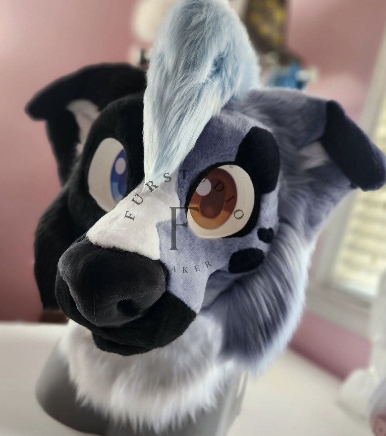 Furstudioo6's tweet photo. Finished full partial commission!

🐾 say hello to Glitch the border collie!

This guy has a lot of features! Head made on a nuke creations base with sublimated eyes with LEDs, a head fan, 2 sets of eyelids, 2 tongues, wagger tail, fully lined paws, outdoor digi feet, and lined armesleeves!

The asymmetry and glitch pattern was very time consuming but I love how everything turned out 🥰

Handpaws are kloofsuits pattern and feet are spiltgrapesodas new pattern!
#fursuit #fullpartial #fursona #commissionopen #glitchy #furryfandom