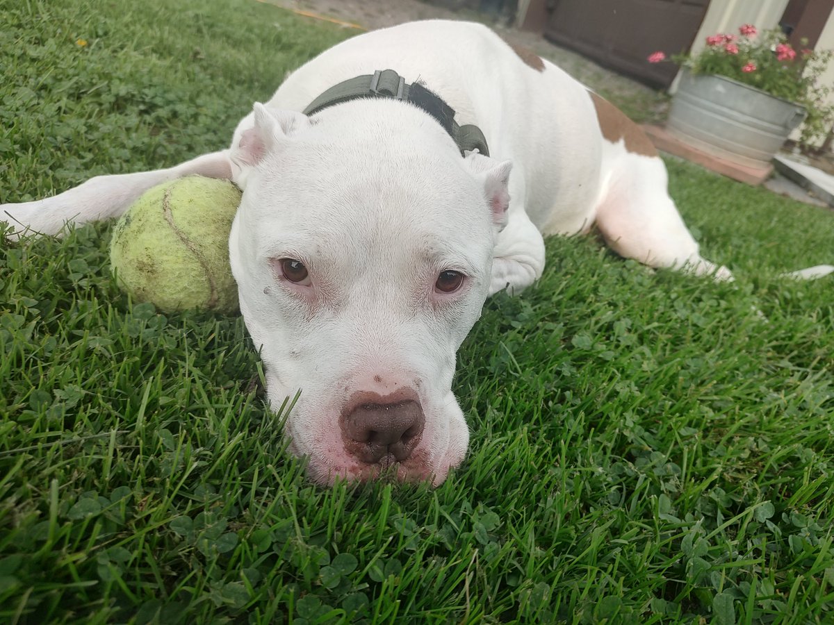 Cerberuskills's tweet photo. Cr0wdfunding
My dog won't eat and he's losing weight rapidly. He needs multiple teeth removed, and the vet bill will be anywhere between $800-2000 (Will update to a precise amount when I get a quote)

V3nmo: @g1ng3rsn4pzz
ch1me: @G1ngerB1tch
Payp4l + doggy below https://t.co/T9s71pXyZB