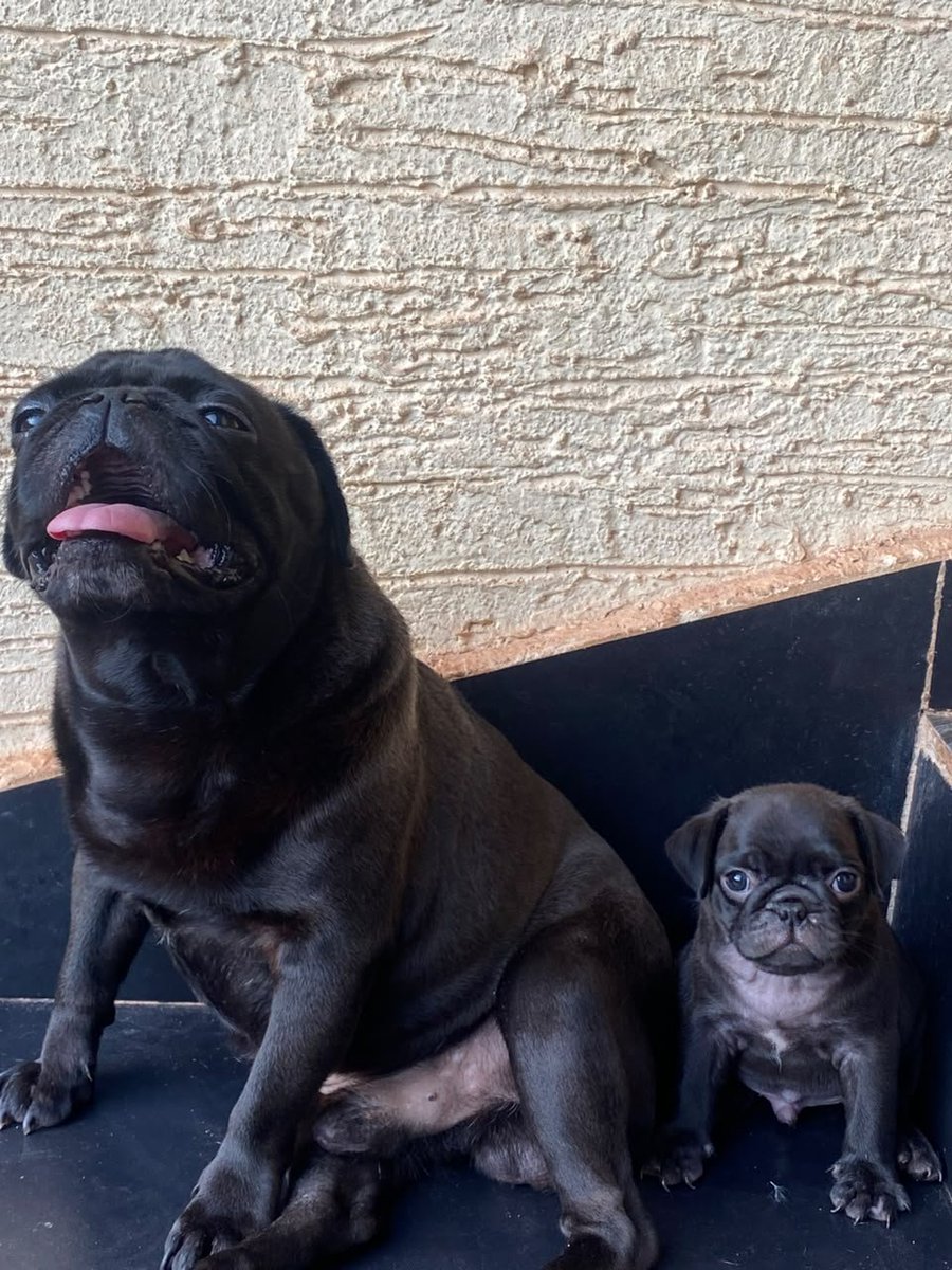 FZAkennel's tweet photo. Pug Male puppy available for just 300k and it's all yours https://t.co/FgzM20wkAr