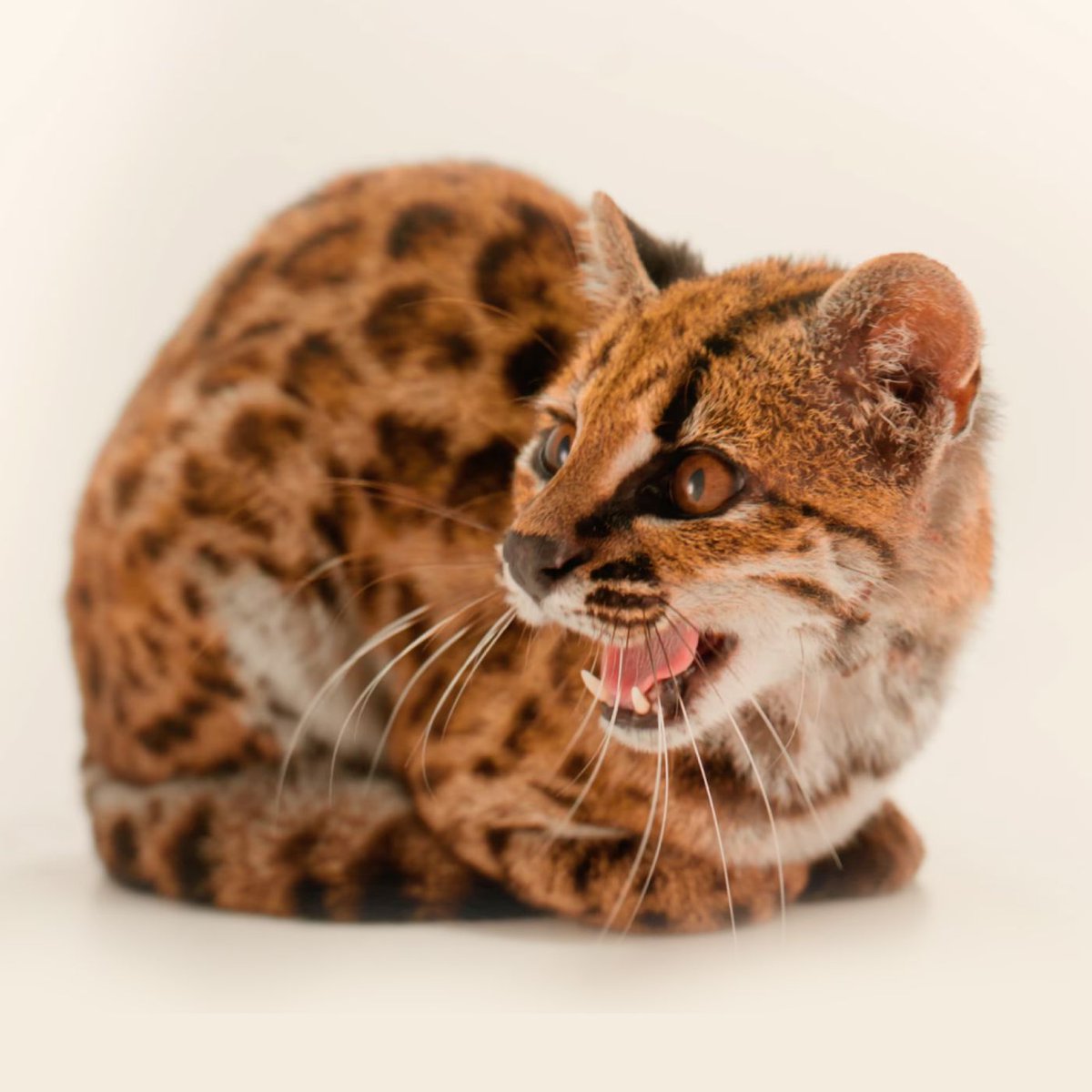 Dexerto's tweet photo. A new species of cat has been discovered for the first time in over 100 years

A Bolivian man brought the tilcayo tiger cat to a local sanctuary after mistaking it for a domestic kitten https://t.co/LZody82mPR