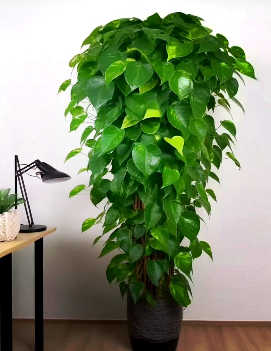 arier852761's tweet photo. Reminder: Water your pothos only when the top 2 inches of soil dry out! This low-maintenance plant thrives in bright indirect light, no overwatering needed https://t.co/upaJJth29p