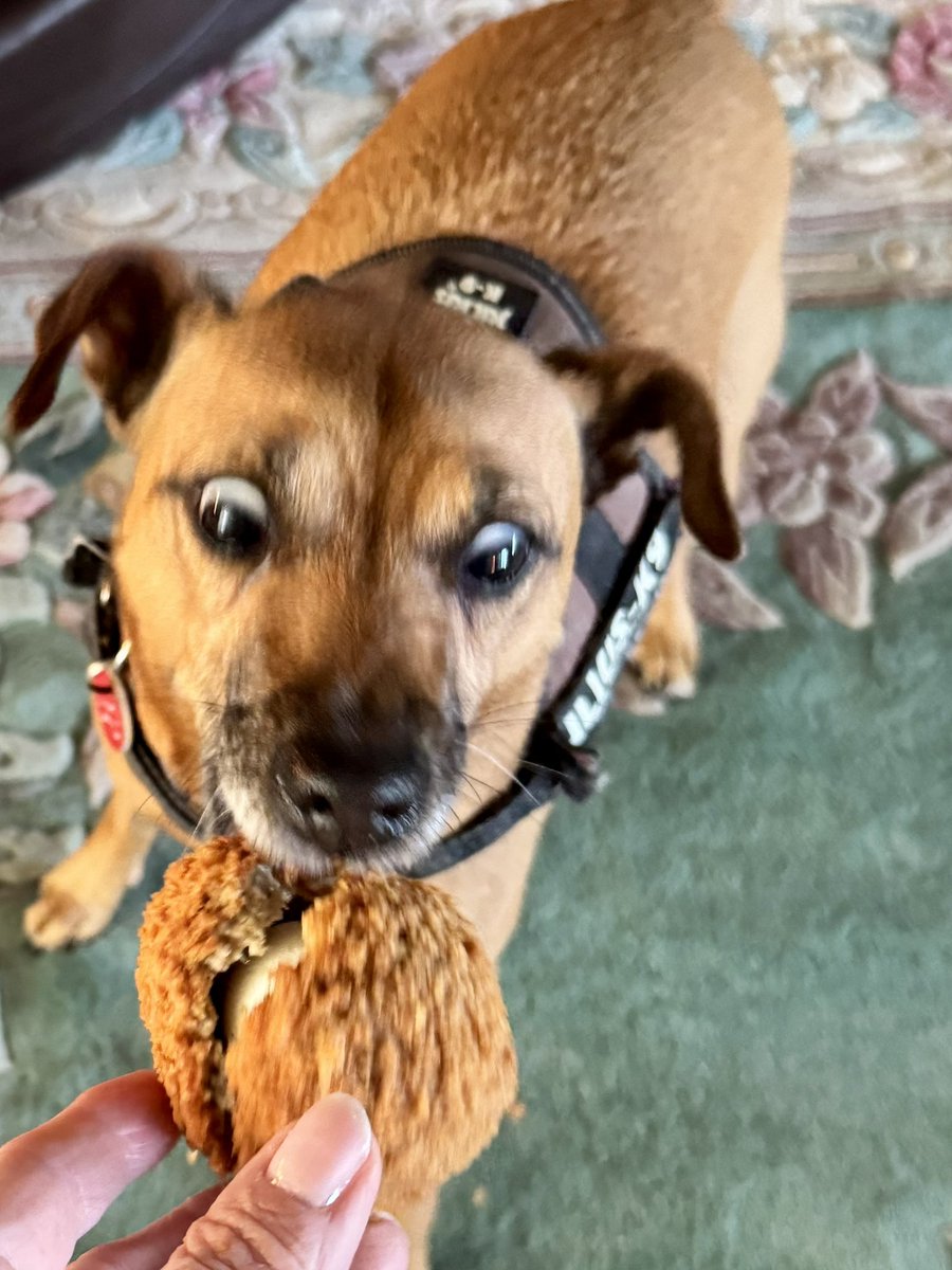 SpanielsSuper's tweet photo. @PoochManor Weโre glad youโre home safe & sound Tilly
It was lovely to see you & mum yesterday
#UntilNextTime https://t.co/3ey0fHSKY5