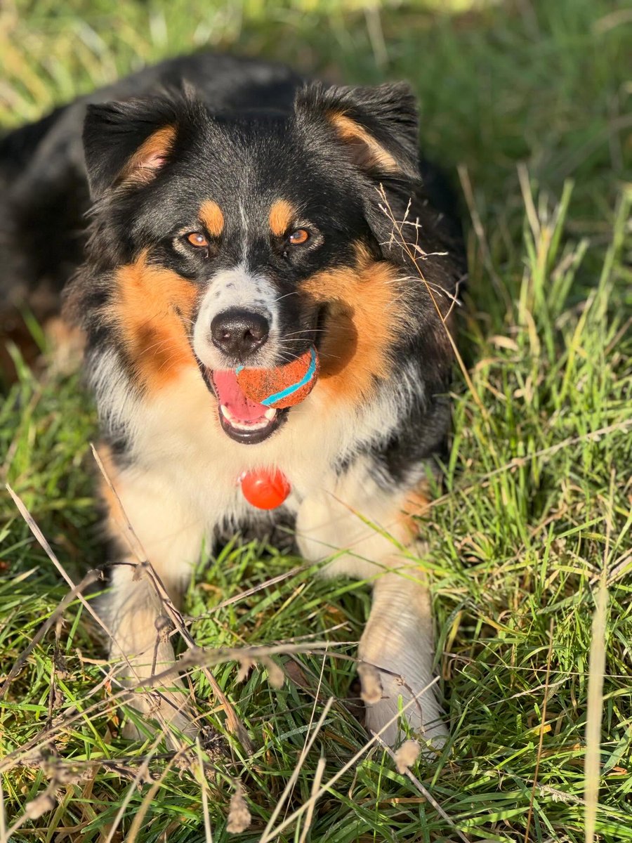 emmajohnsony3ph's tweet photo. Welcome to the pack, pretty Lenny! You’re such an energetic puppy, bringing joy even with that bark 🤣. Can’t wait to watch you grow. https://t.co/hBpefwz3zQ