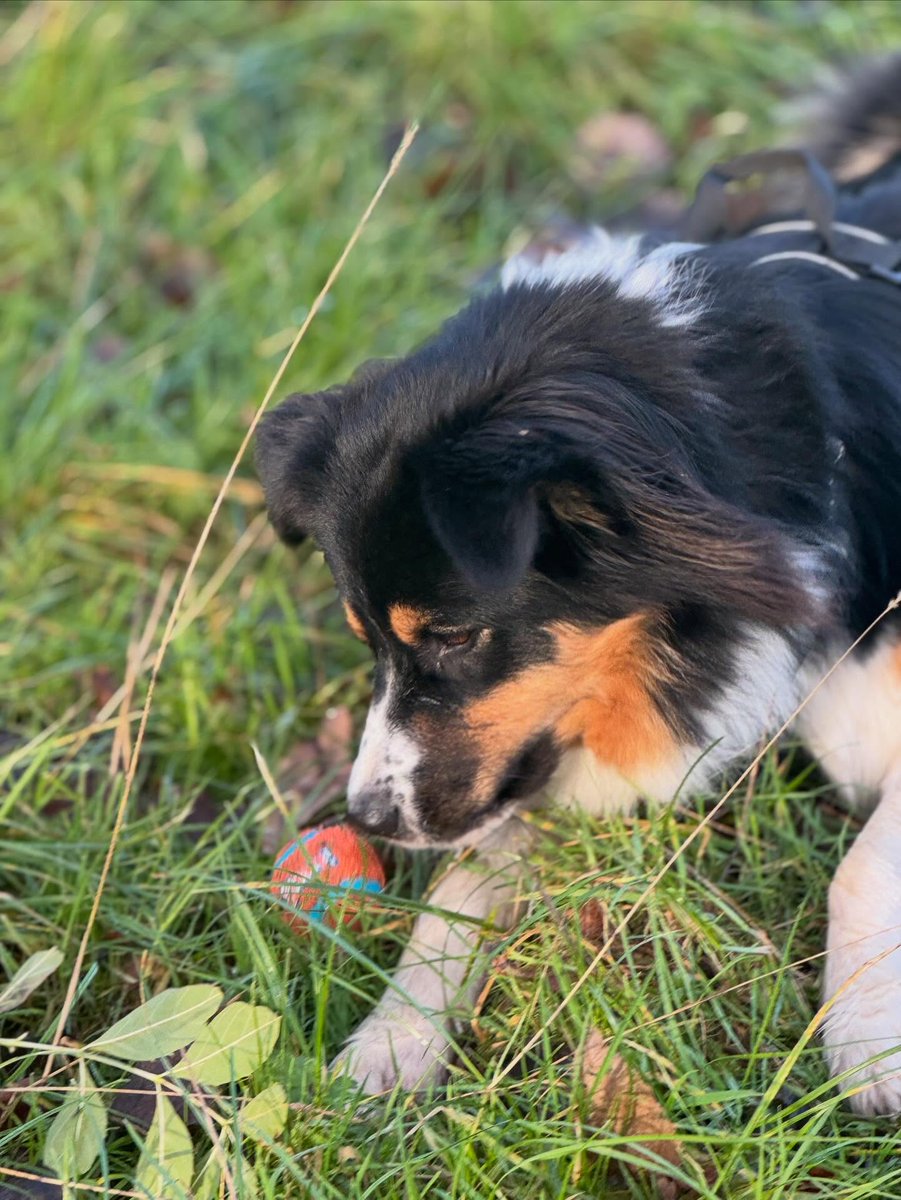 emmajohnsony3ph's tweet photo. Welcome to the pack, pretty Lenny! You’re such an energetic puppy, bringing joy even with that bark 🤣. Can’t wait to watch you grow. https://t.co/hBpefwz3zQ