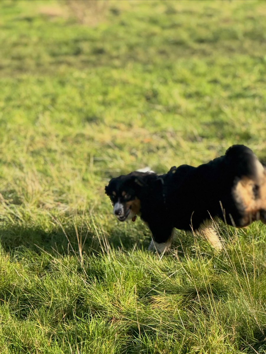 emmajohnsony3ph's tweet photo. Welcome to the pack, pretty Lenny! You’re such an energetic puppy, bringing joy even with that bark 🤣. Can’t wait to watch you grow. https://t.co/hBpefwz3zQ